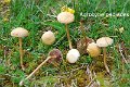 Agrocybe pediades-amf186